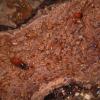 Hundreds of Turkistan Roaches photo
