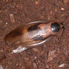 Deaths Head Cockroach