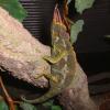 Jacksons Chameleon Photo