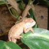 Five days old C.rudis photo