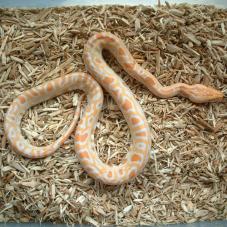 Burmese Python