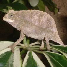 Bearded Pygmy Chameleon