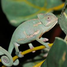 Yemen Chameleon