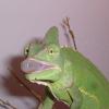 Veiled or Yeman Chameleon Photo