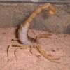 Desert Hairy Scorpion Photo