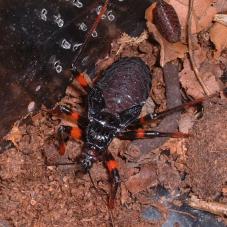 Assassin Bug