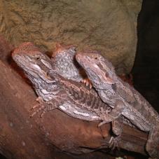 Bearded Dragon