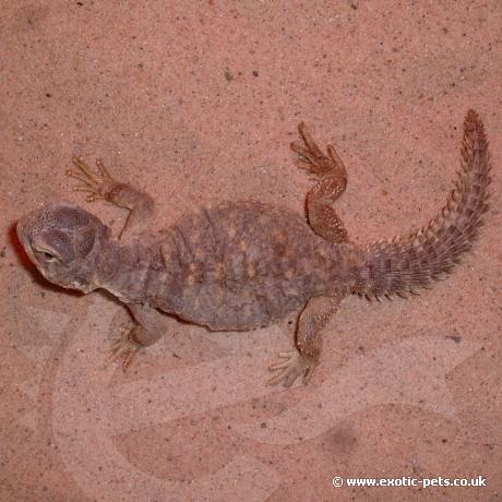Egyptian Uromastyx full view