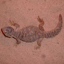 Egyptian Uromastyx