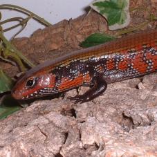 Pet Skink