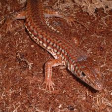 Painted Long Tailed Lizard