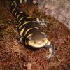 Barred Tiger Salamander Photo