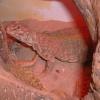 Sudan Uromastyx Photo