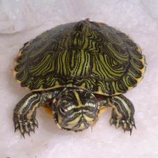 Yellow Bellied Turtle