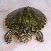 Yellow Bellied Turtle Photo