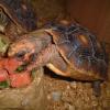 Red Foot Tortoise Photo