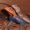 Red Headed Agama Photo