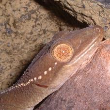 Palm Gecko