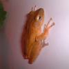 Golden Tree Frog Photo