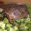 Homes Hinged Back Tortoise Photo