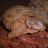Bells Hinged Back Tortoise Photo