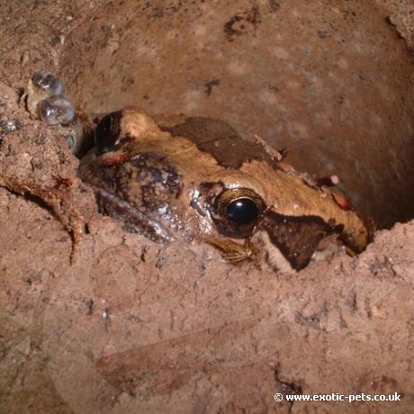 Asian Painted Bullfrog
