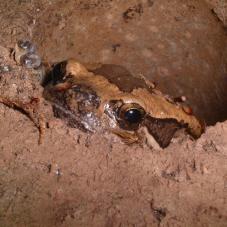 Asian Painted Bullfrog or Chubby Frog