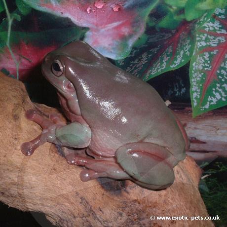 White’s Tree Frog resting on branch