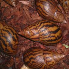 Giant Tiger Land Snail
