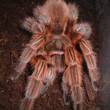 Chile Rose Tarantula