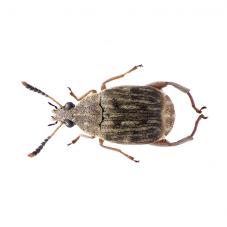 Bean Weevil