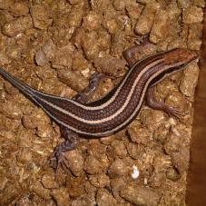 Blue Tailed Skink