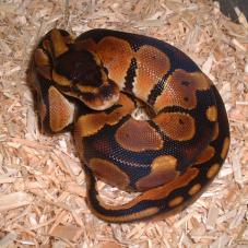 Royal Python or Ball Python