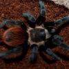 Mexican Red Rump Tarantula Photo