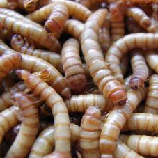 Mealworms