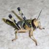 Locusts or Hoppers Photo