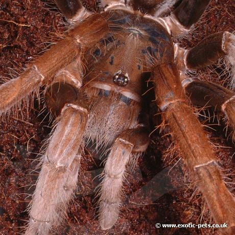 Cameroon Rusty Red - Close up