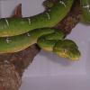 Emerald Tree Boa Photo