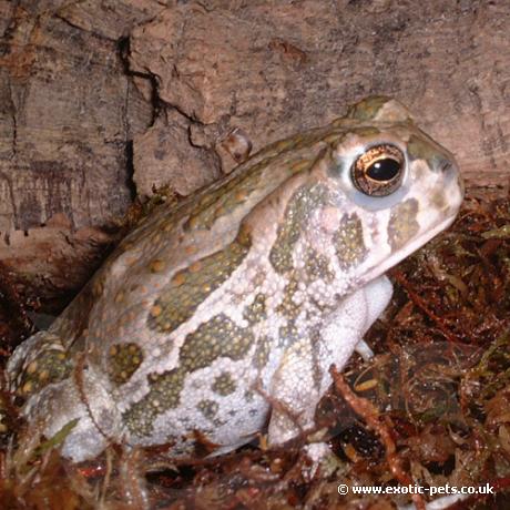 Great Plains Toad waiting for prey