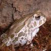 Great Plains Toad Photo