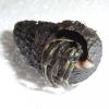 Nigerian Hermit Crab Photo