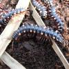 Red Spotted Flat Millipede Photo