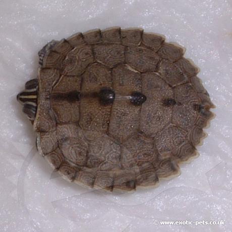 mississippi map turtle