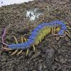 Tanzanian Fan Tailed Centipedes Photo