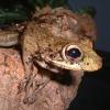 Cuban Tree Frog Photo
