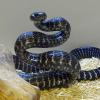 Mangrove Snake Photo