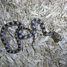 Grey Rat Snake
