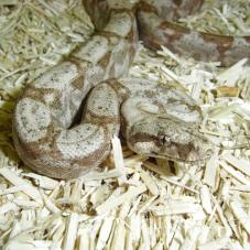 Hog Island Boa