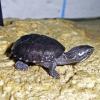 Common Musk Turtle Photo