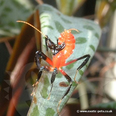 Baby Malaysian Orchid Praying Mantis - Orchid Mantis